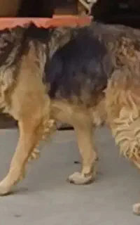 گمشده