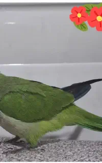 طوطی راهب سخنگو