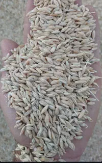 جو شیراز درجه ۱