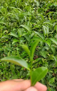 چای دستی و برنج محلی