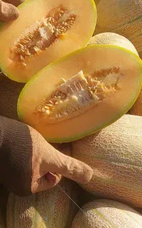 خربزه جانان