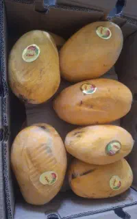 انبه درجه یک لوکس