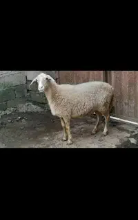 فروش گوسفند