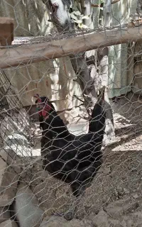 مرغ تخم گذار