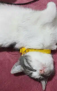واگذاری گربه نژاد دار