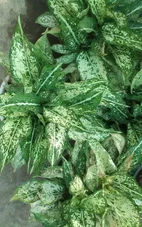 فروش گل های خانگی و آپارتمانی