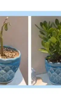 تغذیه گیاه