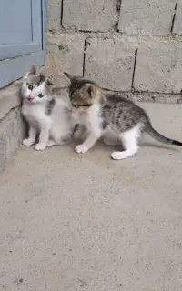 واگذاری رایگان گربه