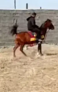 مادیون