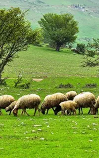 نیازمند چراگاه