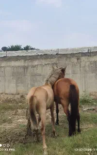 مادیون و نر یون