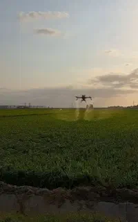 سمپاشی و محلول پاشی کود