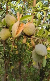 بادام پوست کاغذی