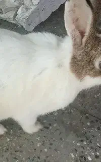 خرگوش