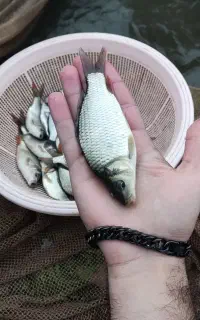 ۱۵ هزار ماهی کپور و آمور مخلوط سایز متوسط