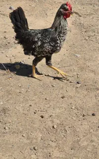 جوجه خروس فروشی