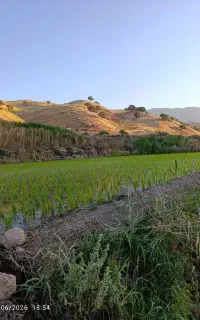 برنج