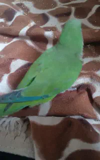 جوجه راهب سبز
