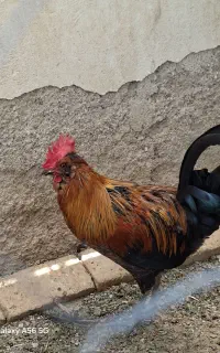 خروس کاکولی جوان