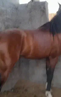 اسب نریون مادیون کره