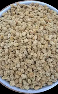 توت درجه یک امسالی