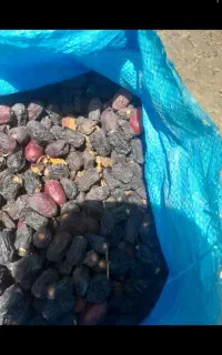 خریدار ضایعات خرما چل وپون به قیمت بالا