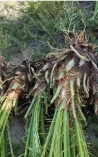 کود بز و پاجوش خارکی