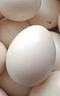 تخم نطفه دار اسراییلی