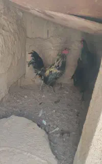 خروس
