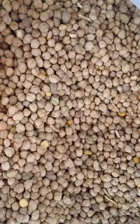 نخود متوسط کیلویی۱۸۰دوکیسه موجوداست