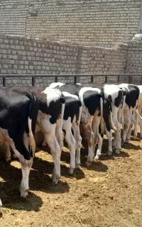 10راس گوساله