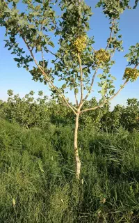 هرس و پیوند درخت پسته با اکیپی کاملا حرفه ای