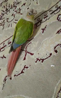 گرینچیک گمشده