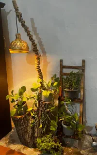 گل پتوس. استند