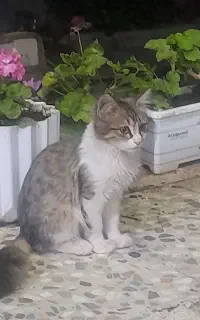 فروش گربه