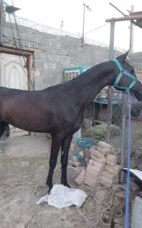 کره اسب نریان ترکمن دوساله