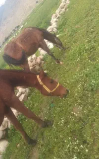 اسب مادیون عربی