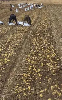 بذر سیب زمینی پانامرا ۴۰۲ سورت شده