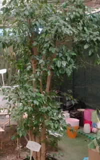 حراج گل و گیاه. فروش ویژه