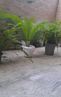 گل وگیاه
