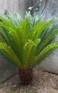 سیکاس یک عدد