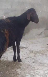 بره نر چاق