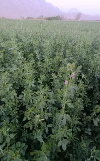 کاه‌یونجه