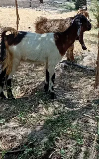 دوعدد کهره نرماده چاق خوب