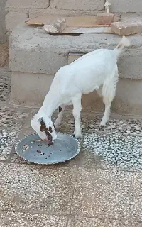 کعره بز مری