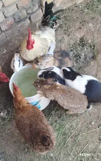 خرگوش