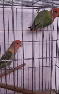 طوطی کوتوله برزیلی