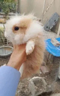 بچه خرگوش