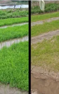 کود هیومیک اسیدومحرک رشد تضمینی و اصل(کانادایی)
