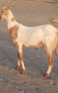 بز (گیسه) تالی